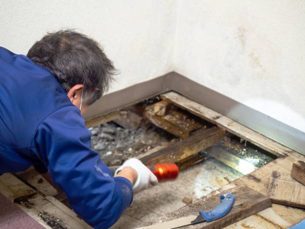Best DIY Mold Remediation Support Services in Manassas, VA