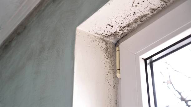 Best Bathroom Mold Remediation in Manassas, VA