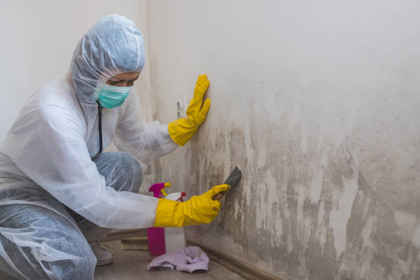 Best Mold Testing and Inspection Services in Manassas, VA