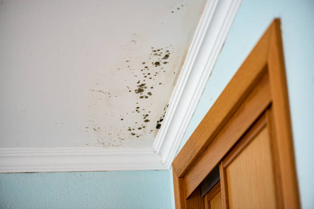 Best Emergency Mold Remediation in Manassas, VA