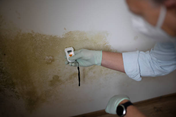 Best Residential Mold Remediation in Manassas, VA