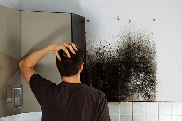 Best Kitchen Mold Remediation in Manassas, VA